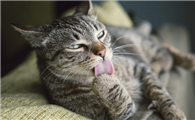 猫咪发情期一般几个月