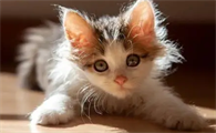 猫咪眼角有褐色分泌物