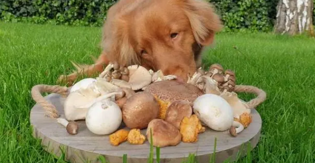 狗狗能吃香菇吗