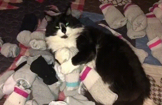 猫咪喜欢叼袜子之类的到房间 猫咪喜欢叼袜子之类的到房间