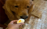 狗狗能吃鸡蛋吗