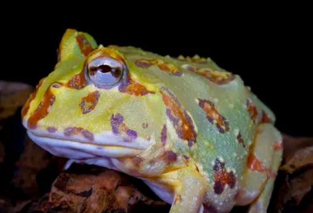 黄金角蛙怎么养