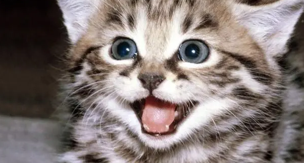 1990年的恐怖微笑猫事件 1990年的恐怖微笑猫事件