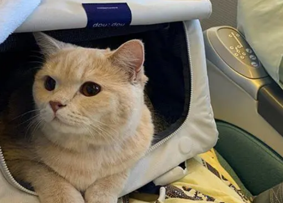 橘猫太胖上不了飞机,成功减肥后如愿以偿,和铲屎官一起坐飞机 橘猫太胖上不了飞机,成功减肥后如愿以偿,和铲屎官一起坐飞机