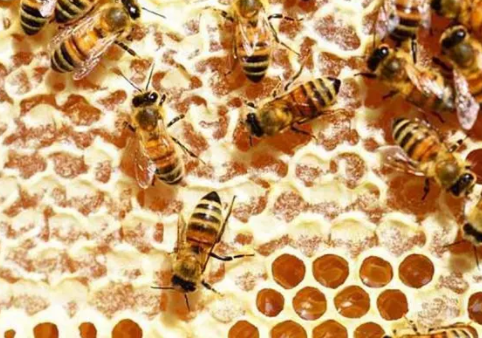 蜜蜂的生长发育及过程