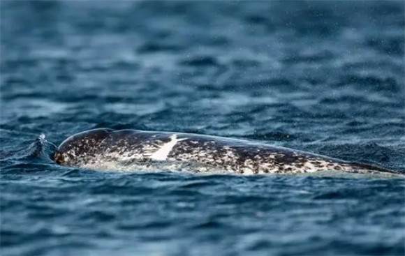 揭秘独角鲸：地球上的独角神秘生物