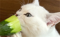 猫咪可以吃黄瓜吗