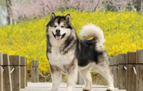 狗狗抽搐四肢无力站不起来