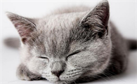 猫咪怎么趴着说明不舒服