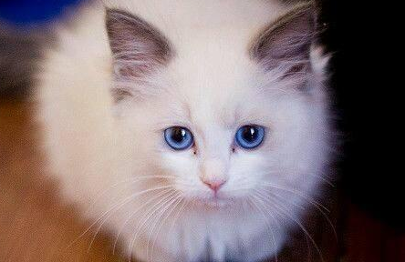 80%养猫人都忽略了!春天一定注意猫这里! 80%养猫人都忽略了!春天一定注意猫这里!