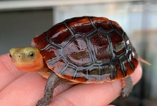 黄缘龟春季饲养管理