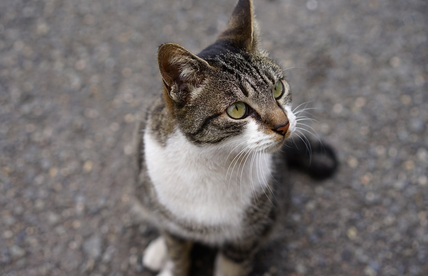 猫咪为什么那么喜欢小鱼干