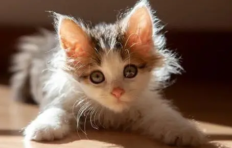 猫咪太瘦吃什么能快速胖起来 猫咪太瘦吃什么能快速胖起来
