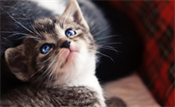 猫咪能闻烟味吗