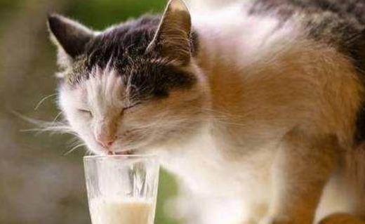 猫能不能喝纯牛奶