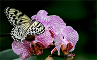 蝴蝶兰花有什么寓意?