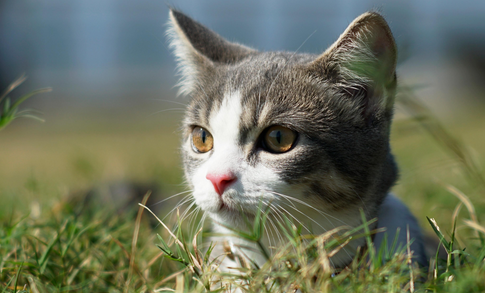 猫咪总是拿脸蹭我的脸