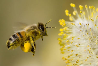 花粉篮在蜜蜂的哪个部位