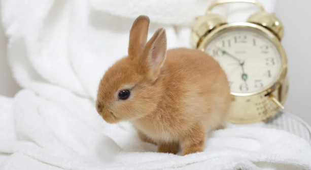 兔兔长寿秘诀：让你的小兔子活得更长的9个小妙招