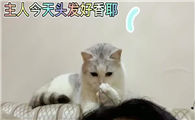 猫咪为什么在头发上踩奶