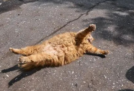 猫咪应激死亡是什么样子