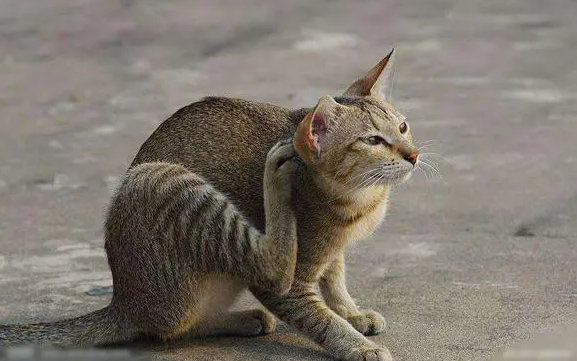 猫咪几个月瞳孔会满