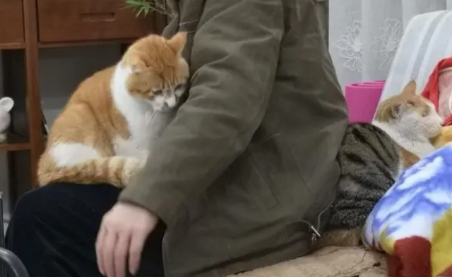 猫咪马尾病传染人吗 猫咪马尾病传染人吗