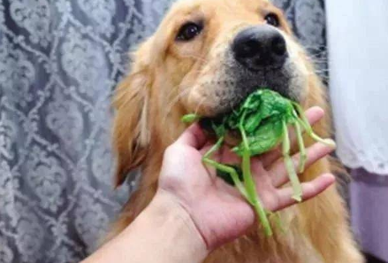 狗狗为什么不能吃菠菜