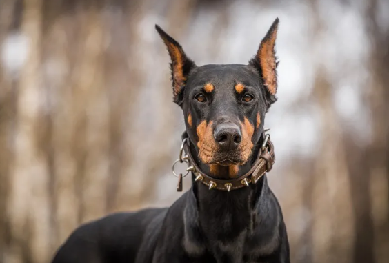 西装暴徒,杜宾——犬界名模 西装暴徒,杜宾——犬界名模