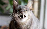 猫咪打喷嚏到人脸上会传染吗