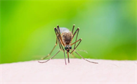 家里为什么蚊子多的很,从哪里来的