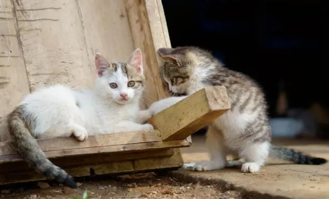 猫草怎么种植方法