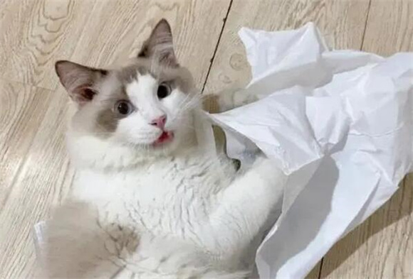 “布偶猫”养公好还是养母好?过来人告诉你 “布偶猫”养公好还是养母好?过来人告诉你