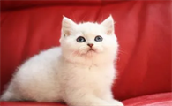 猫咪怀孕的睡姿图片