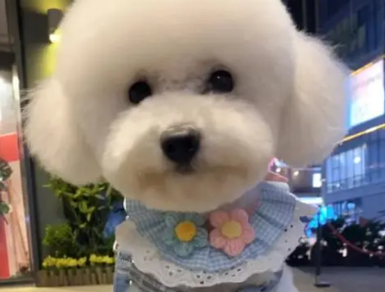 比熊犬一生的7个时期，做好这些，别留遗憾