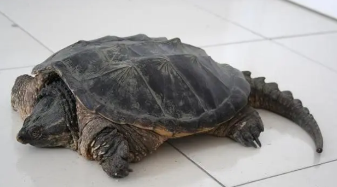 鳄鱼龟一年长多少斤