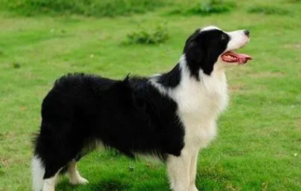 边境牧羊犬的训练要点