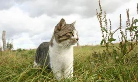 猫猫零食多少天喂一次