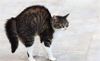 猫咪弓背走路老是蹭人