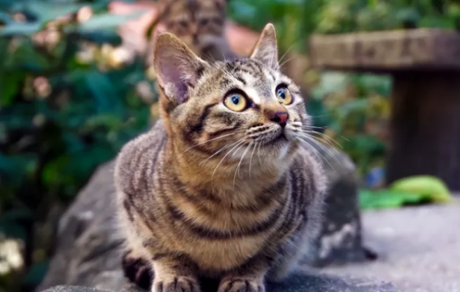 猫咪颜值排行榜,狸花猫只能垫底! 猫咪颜值排行榜,狸花猫只能垫底!