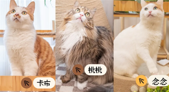 当一只猫咪决定依赖你，小猫会有哪些表现？