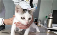 猫咪pcr检查是检查什么