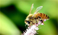 蜜蜂蜂王是怎么样