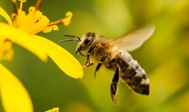 蜜蜂会吃蜜吗