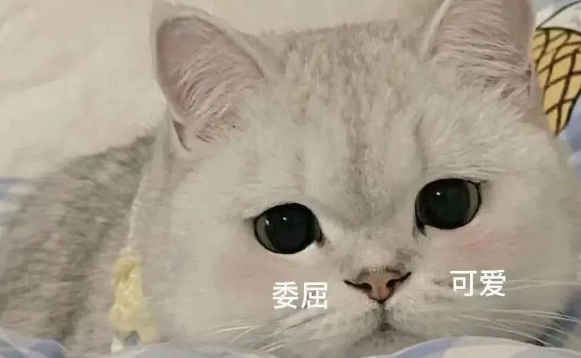 猫咪动图表情包