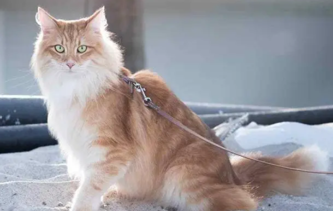猫咪不爱喝水，危害居然这么大