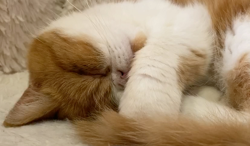 猫咪爱睡觉正常吗