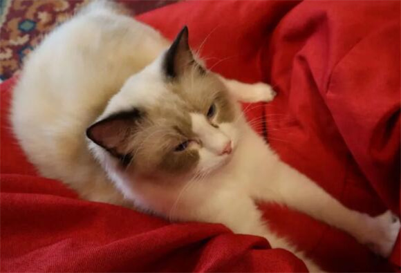 布偶猫讨厌主人的表现? 布偶猫讨厌主人的表现?