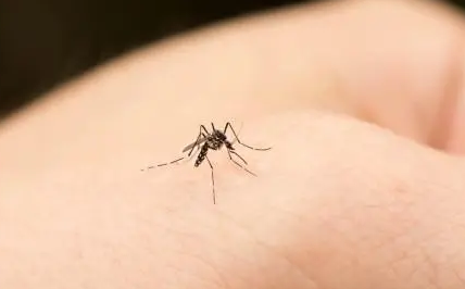 为什么蚊子总是咬我