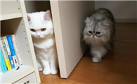 猫咪白天都躲在哪里